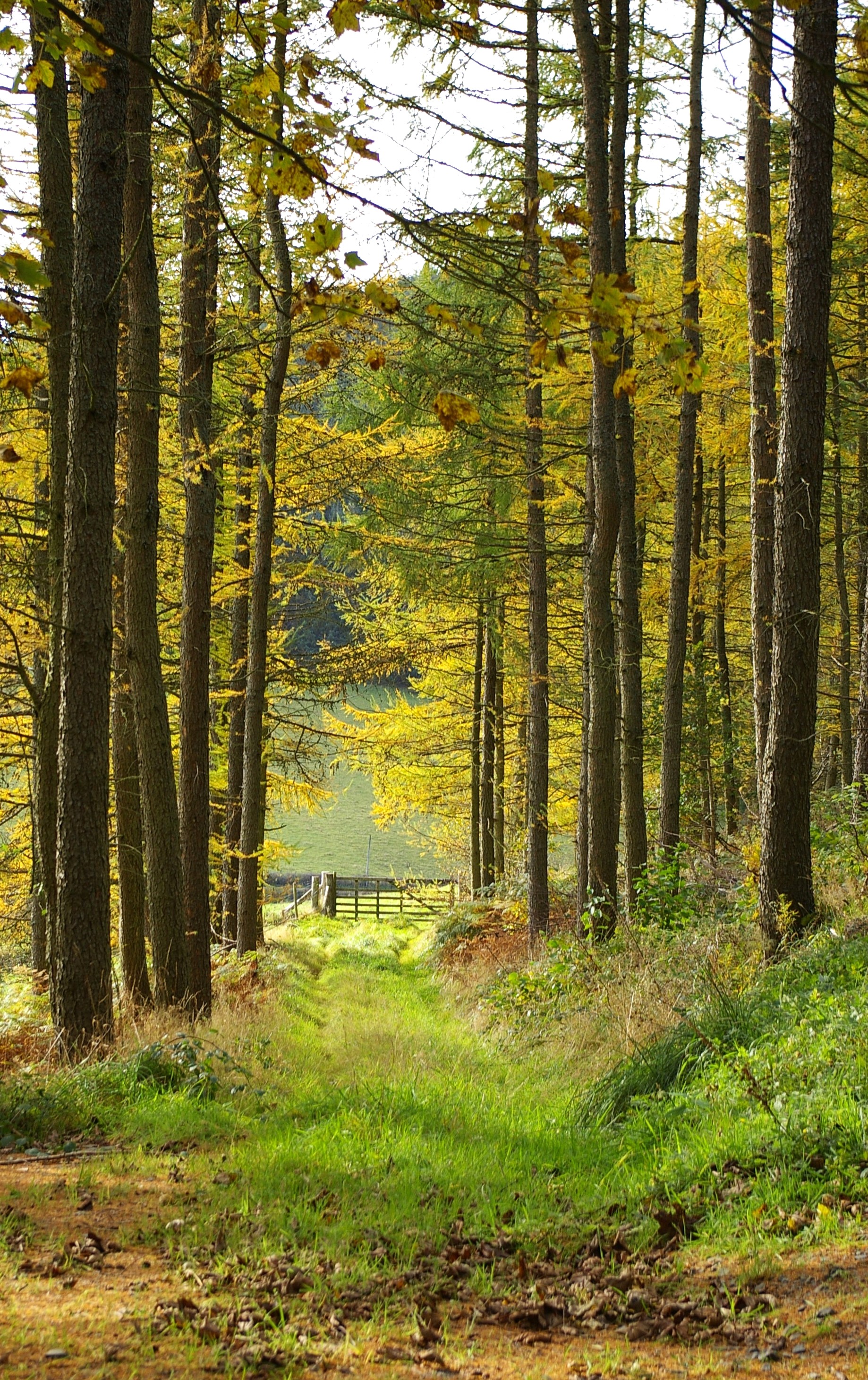 ABBEYCWMHIR Bill Bagley Photography